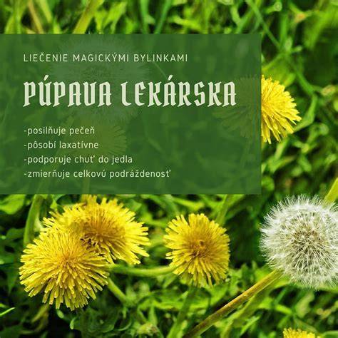 Infografika: Základné časti púpavy a ich liečebné využitie
