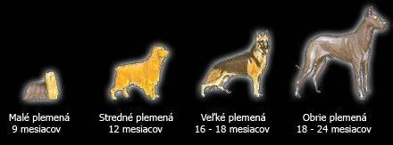 Infografika: vývoj mačiatka od narodenia až po dospelosť