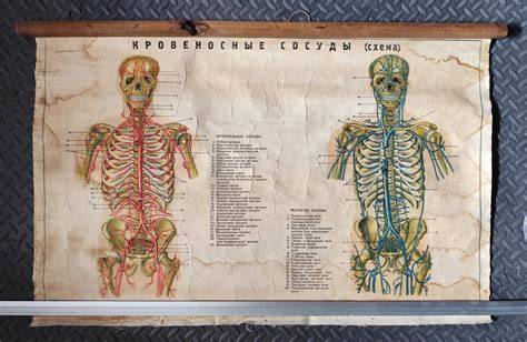 Obrázok znázorňujúci placentu a pupočnú šnúru - anatomická schéma