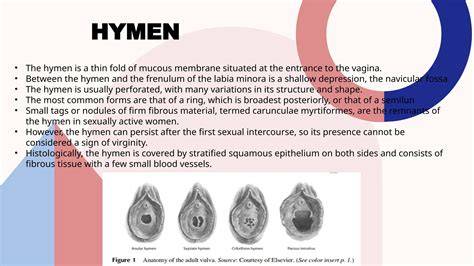 https://example.com/images/hymen_anatomy.jpg