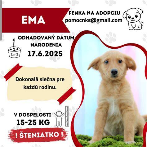 Infografika: Etapy vývoja šteniatka od narodenia do dospelosti