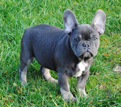 Francúzsky buldoček: Pôrod a skúsenosti chovateľov