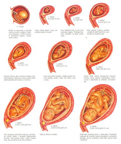 Infografika: vývoj plodu od zygoty po trojvrstvový zárodek