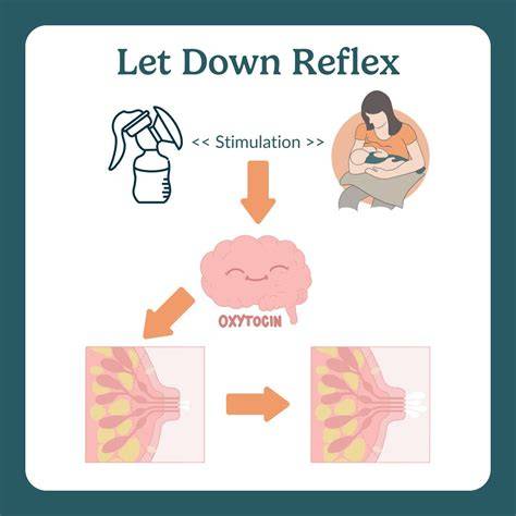 Infografika o priebehu tvorby mlieka a let-down reflex