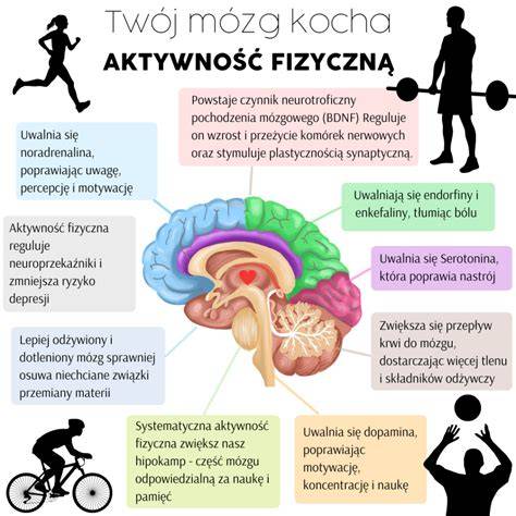 Infografika: Nootropil a jeho možné mechanizmy v mozgu