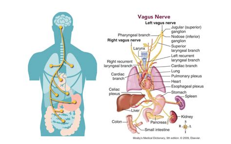 schematické znázornenie fungovania blúdivého nervu