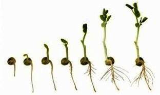 Obrázok: Rozmnožovanie rastlín - prehľad metód (vegetatívne a generatívne)