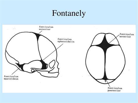 Fontanely a tvar lebky na ilustrácii ľudského novorodenca