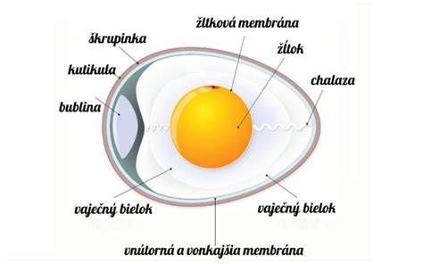 Infografika: Zloženie vajíčka a jeho význam pre výživu dieťaťa