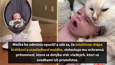 mačka a novorodenec
