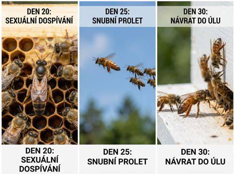 Infografika: Životný cyklus včelej matky, svadobný let a rozdelenie úľa