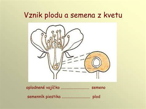 Oplodnenie a vznik semena a plodu u magnóliorastov: fylogenetická história, anatómia a reprodukcia