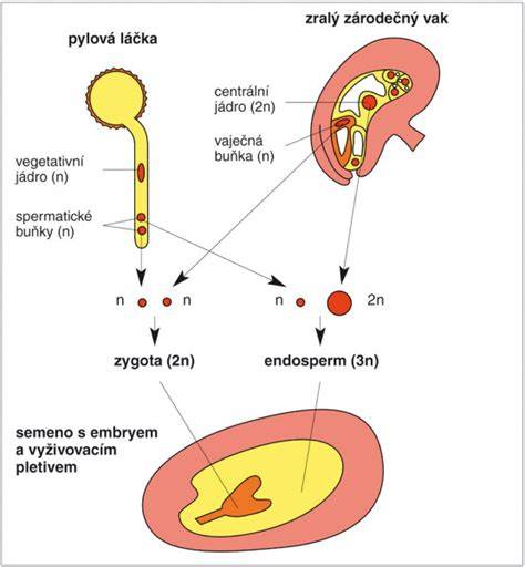 Infografika: Dvojité oplodenie a vznik endospermu v krytosemenných rastlinách