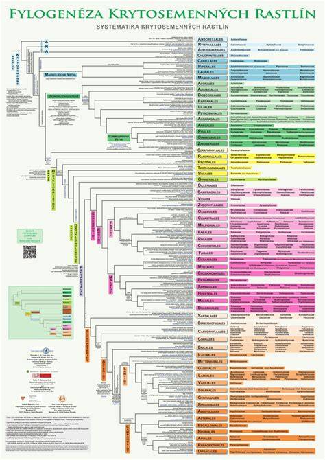 Mapa šírenia krytosemenných rastlín a hlavné body ich evolúcie
