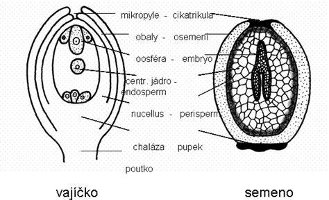 Schéma dvojitého oplodnenia a vznik endospermu a zygoty