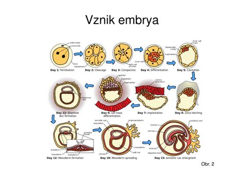 Infografika: Tok oplodnenia a vznik embrya