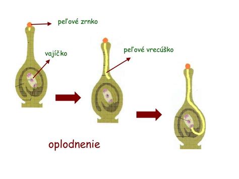 Infografika: Schéma oplodnenia krytosemenných rastlín, vrátane peľu, blizny, endospermu a semena
