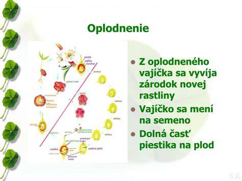 Oplodnenie a vývin novej rastliny: proces opis a súvislosti s nepohlavným a pohlavným rozmnožovaním