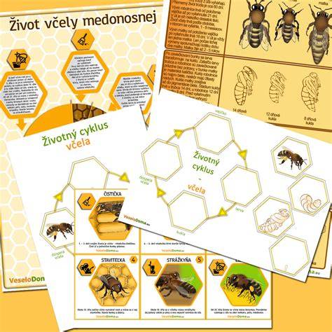 Infografika: Životný cyklus včelie matky a hlavné fázy oplodnenia