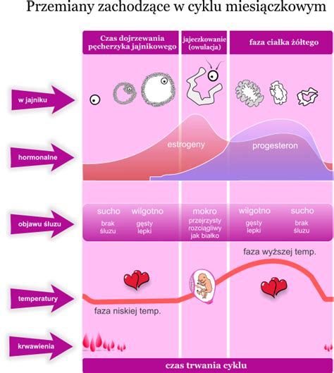 Infografika: Priebeh IVF cyklu krok po kroku