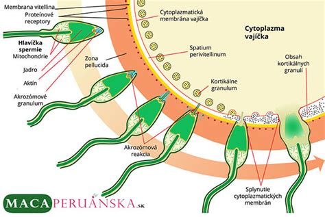 Infografika: Plodné okno a životaschopnosť spermií vs. vajíčka