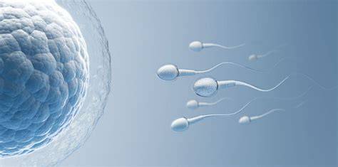 Ilustrácia spermií cestou k vajíčku a implantácia embrya