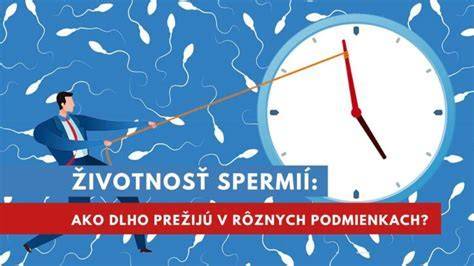 Infografika: Plodné okno a životnosť spermií