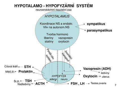 Infografika znázorňujúca os hypotalamus - hypofýza - gonády: GnRH, FSH, LH, prolaktín, estrogény, progesterón, relaxín, oxytocín