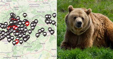 Infografika: Rozšírenie medveďa hnedého a hlavné ohniská na Slovensku
