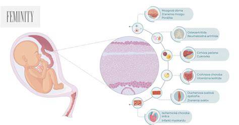 Infografika: Funkcia plodovej výmeny a placenta