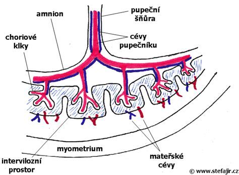 Placenta a pôrodné komplikácie: príčiny a riziká