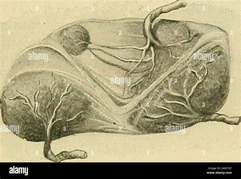Placenta membranacea: význam a charakteristika
