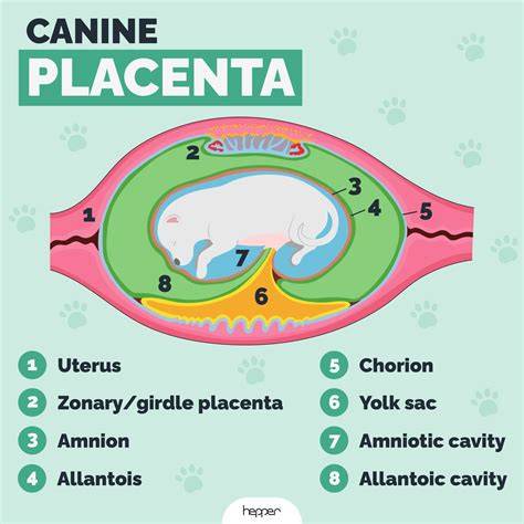 https://example.com/placenta-graphic-1.jpg