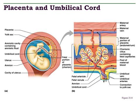 Placenta structure and umbilical cord visualisation
