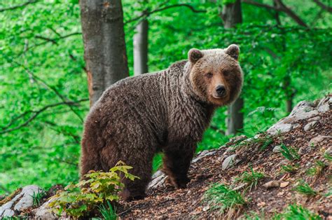 Medveď hnedý: Vášnivá gravidita a starostlivá matka