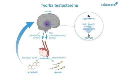 Vplyv nedostatku testosterónu na plodnosť u mužov