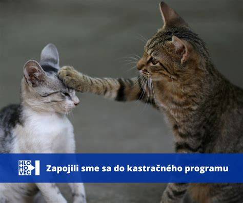 Infografika: Ako sa správa mačka po kastrácii a čo očakávať v priebehu 1-2 týždňov
