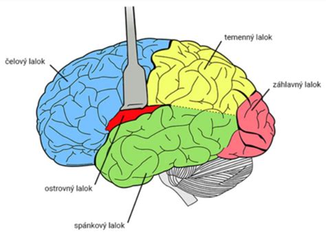 Grafické znázornenie vývoja mozgu