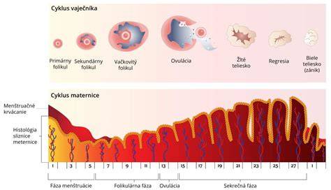Infografika: Základná anatomia ženských pohlavných orgánov