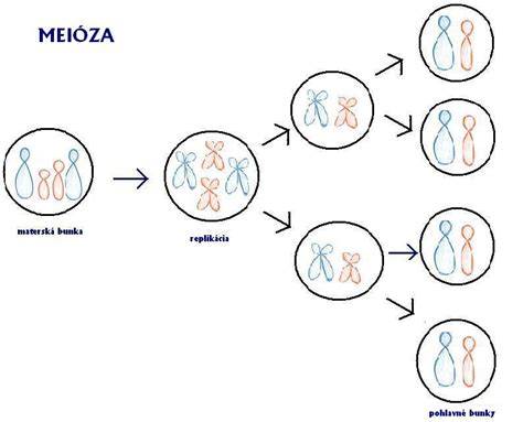 Infografika: Schéma rozmnožovania človeka a dozrievania pohlavných bunky