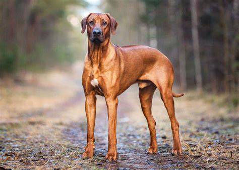 Rodézsky ridgeback - typický pruh na chrbte a atletická postava