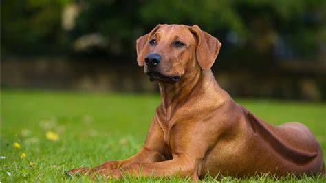 Ridgeback vizuál: pruh srsti na chrbte a elegantná postava