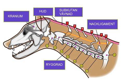 Schéma zdravia rhodézskeho ridgebacka (dysplázia, torzia, dermoid sinus)