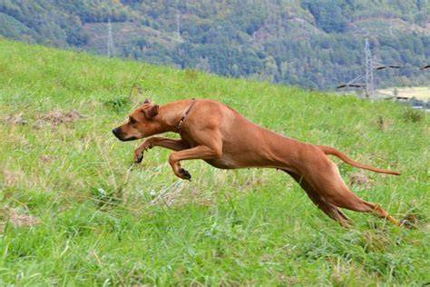 Rodézsky ridgeback v pohybe počas športu