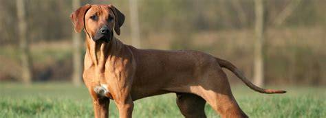Historický portrét rodézskeho ridgebacka a jeho pôvod
