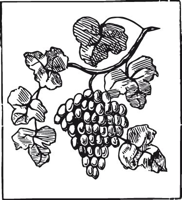 Ilustrácia strapec hrozna