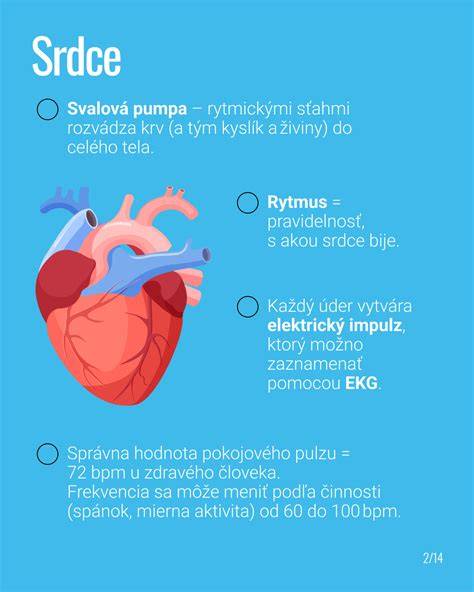 Infografika: Vývoj srdca plodu a časové body detekcie srdcovej akcie