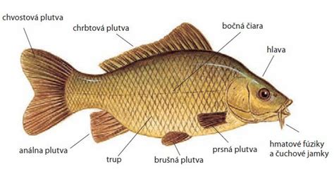 Charakteristika Živorodky veľkoplutvej s výraznou chrbtovou plutvou