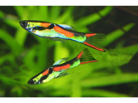 Mláďatá Živorodky veľkoplutvej