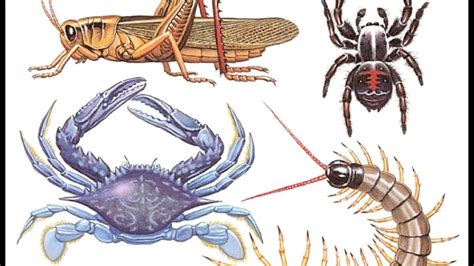 Rozdiel medzi samcom a samicou živorodky s vyznačeným gonopódiom